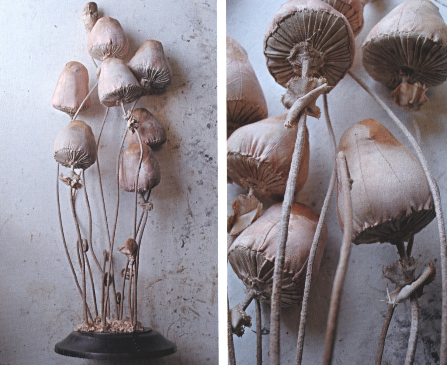 Mister Finch, Toadstools