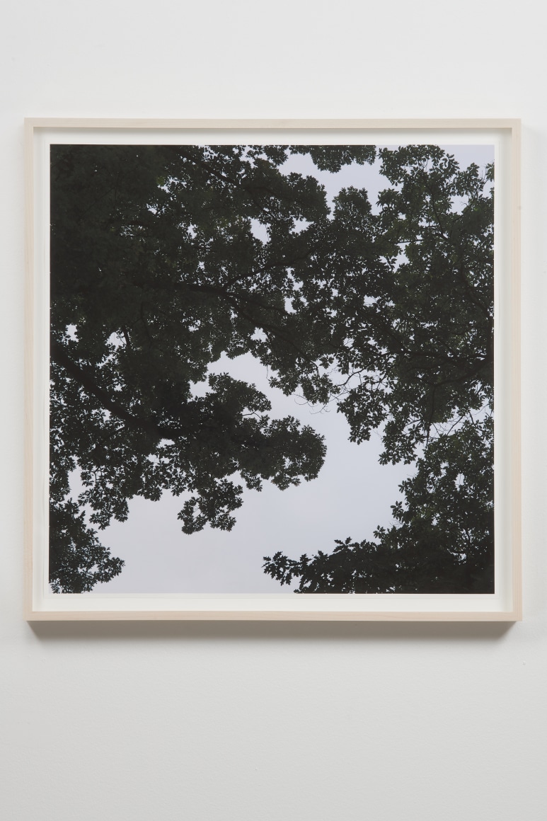 SPENCER FINCH, Oak Tree, Dawn (when two-dimensions become three-dimensions)