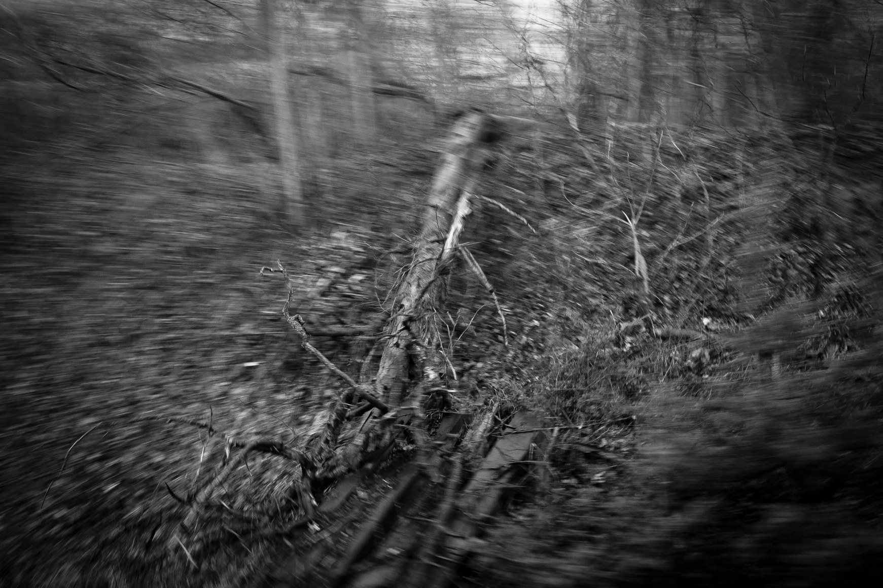 UNTITLED PHOTOGRAPHIC PICTURES