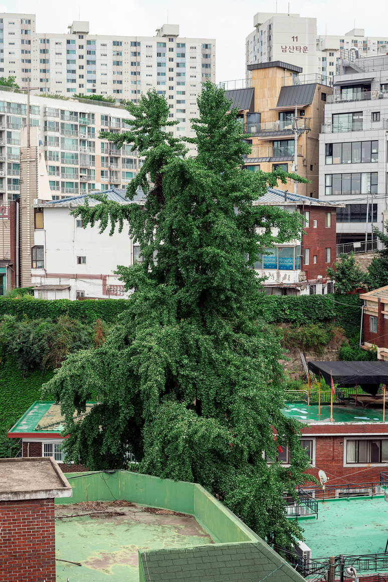 JINYOUNG KIM | SINDANG AREA 9, GINKGO TREE&nbsp;| C-PRINT MOUNTED ON DIBOND | 20&nbsp;X 30 INCHES |&nbsp;2019, &nbsp;