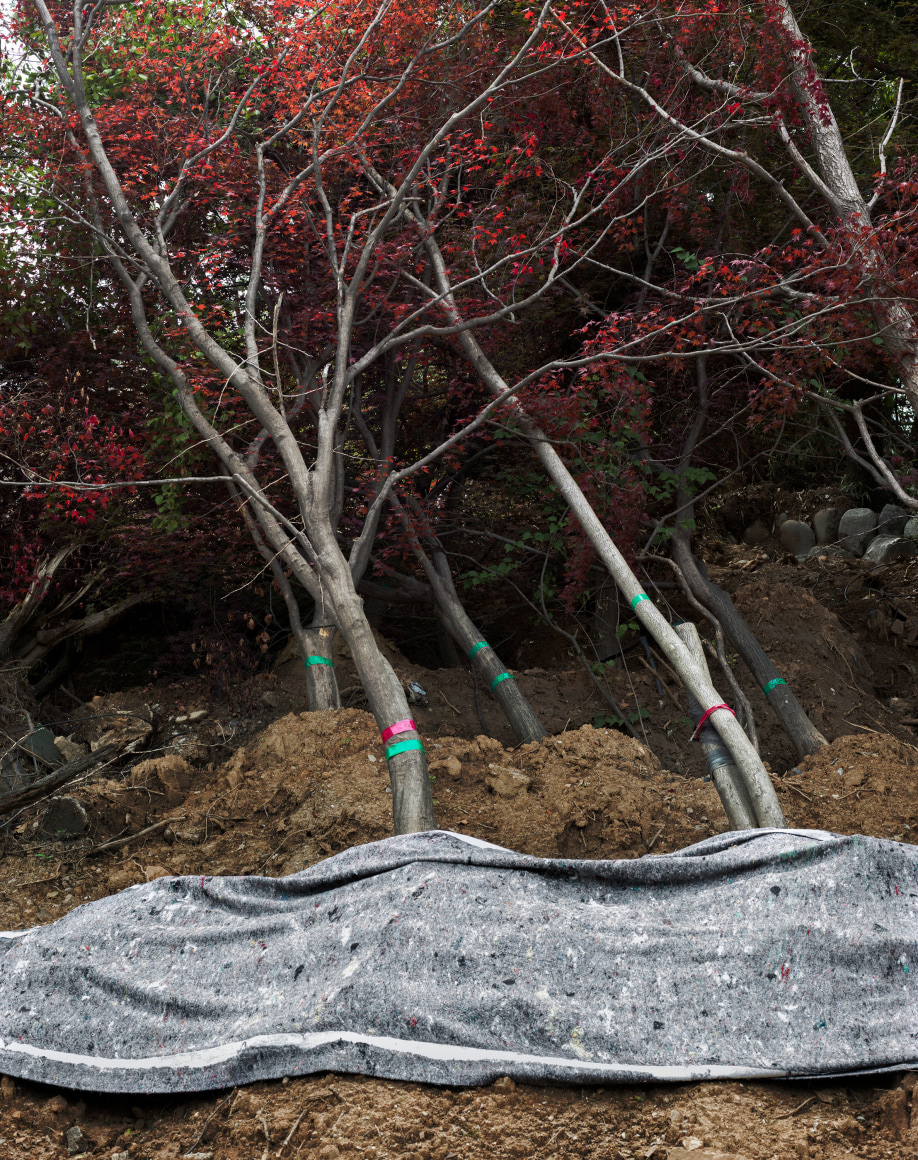 JINYOUNG KIM | FALLEN TREE&nbsp;| C-PRINT | 38&nbsp;X 48&nbsp;INCHES |&nbsp;2019, &nbsp;