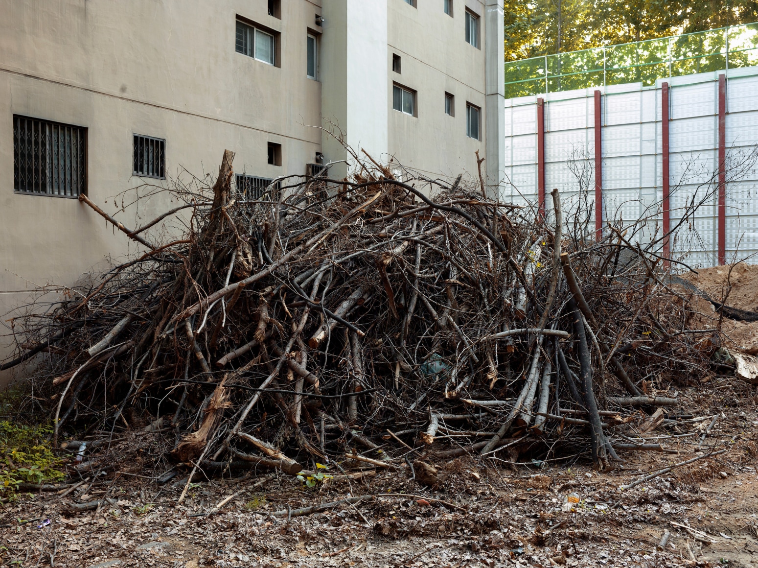 JINYOUNG KIM | PILES OF BRANCHES | C-PRINT | 40 X 50 INCHES |&nbsp;2019