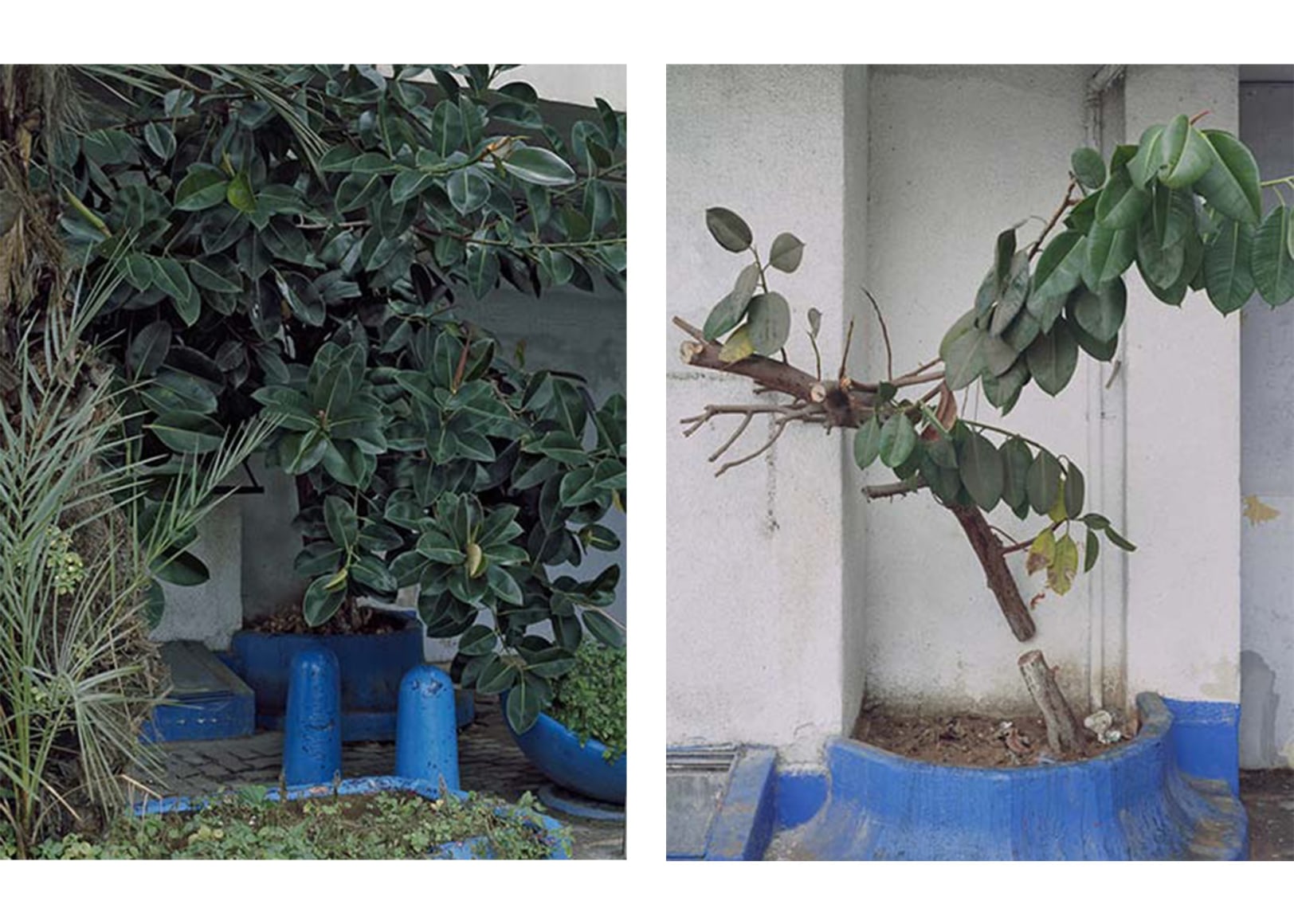 SHARON YA&#039;ARI, Ficus Elastica, HaRakevet Street, Tel Aviv, 2008, 2011