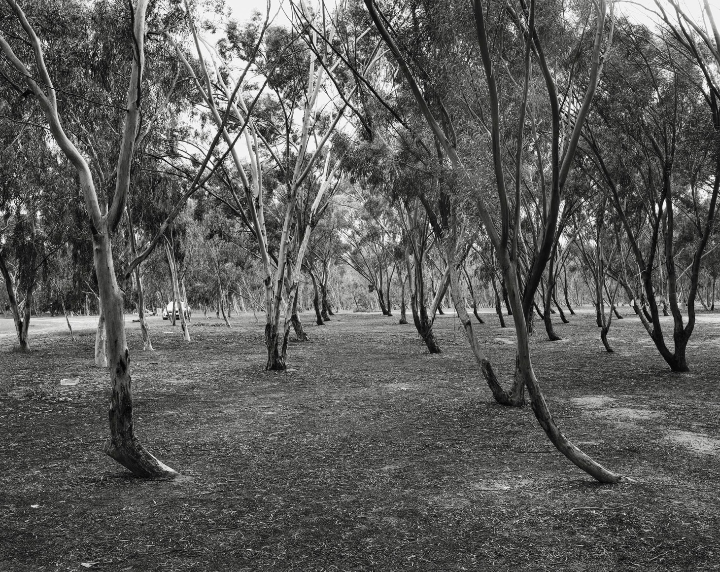 Diptych, Re’im Parking Lot, 2024 (1)