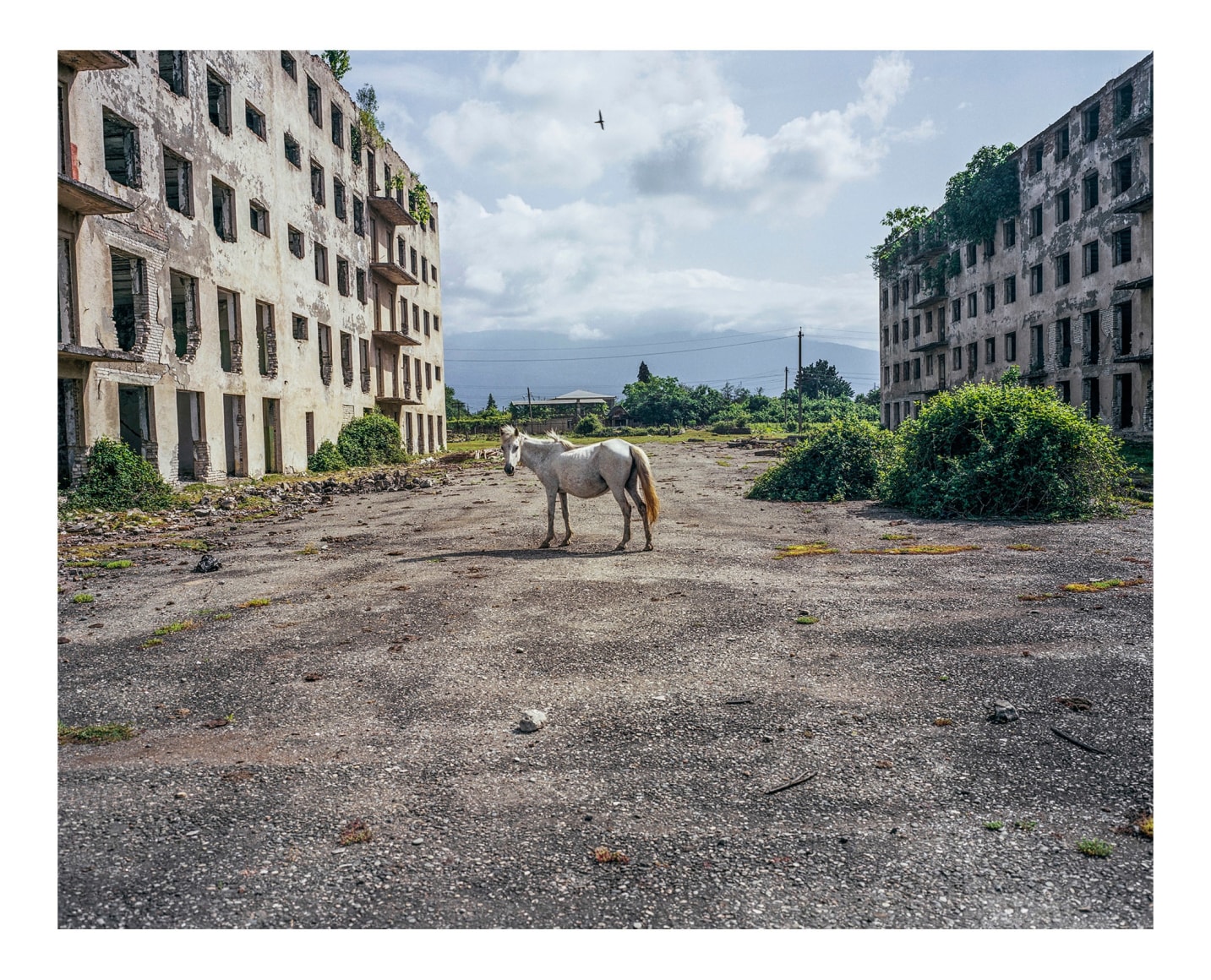 Horse, Abkhazia, 2015, 35 7/16 x 47 ¼ inches