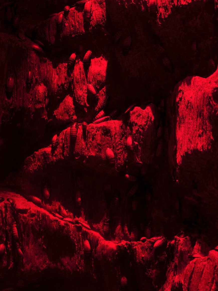 Untitled (Cockroaches), Archival pigment print