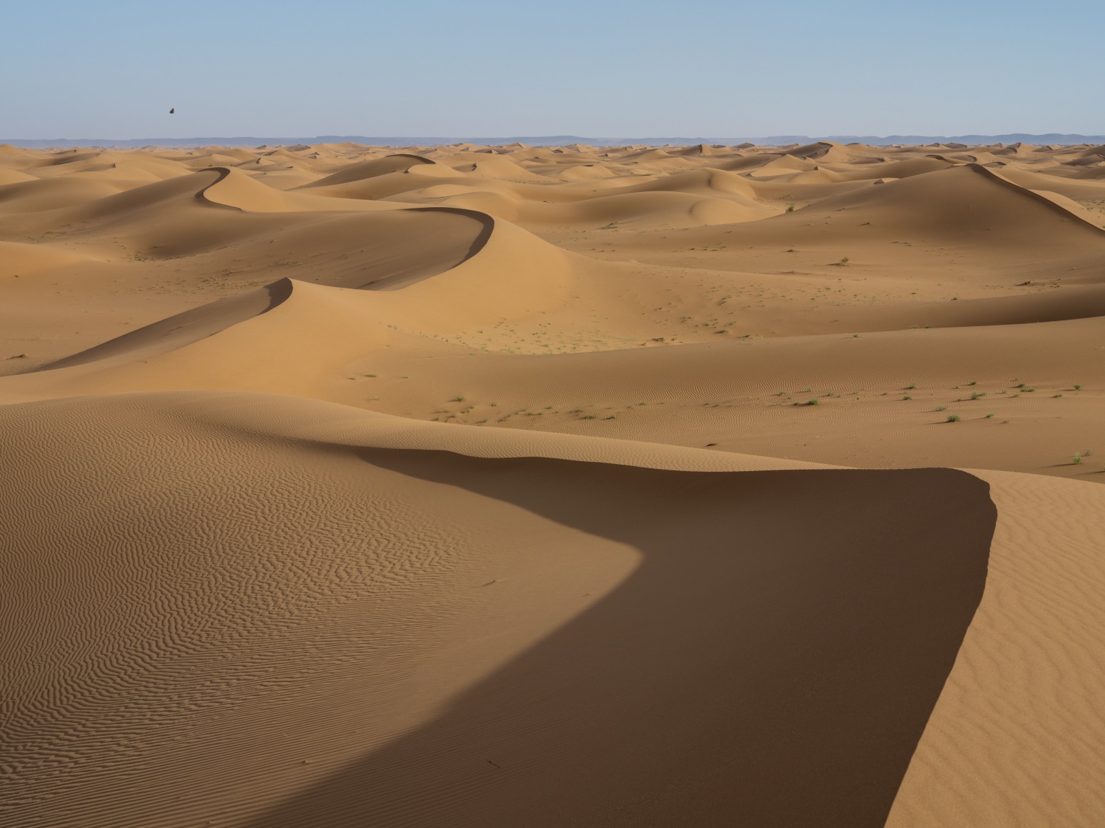 Lucas Foglia, Painted Lady Butterfly Crossing, Erg Chigaga, Morocco, 2022