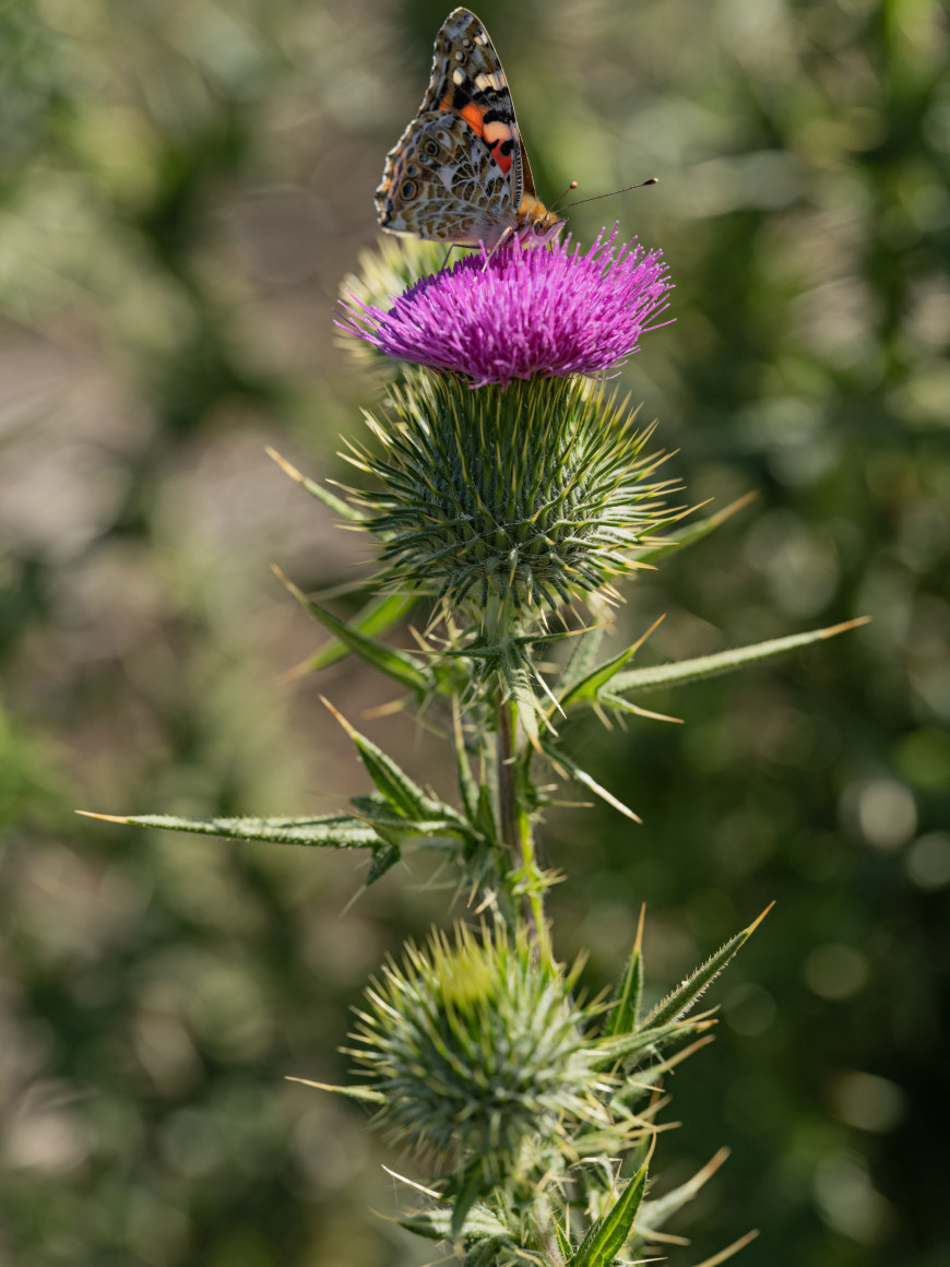 Lucas Foglia, Painted Lady Butterfly on a Milk Thistle, Kenya, 2021