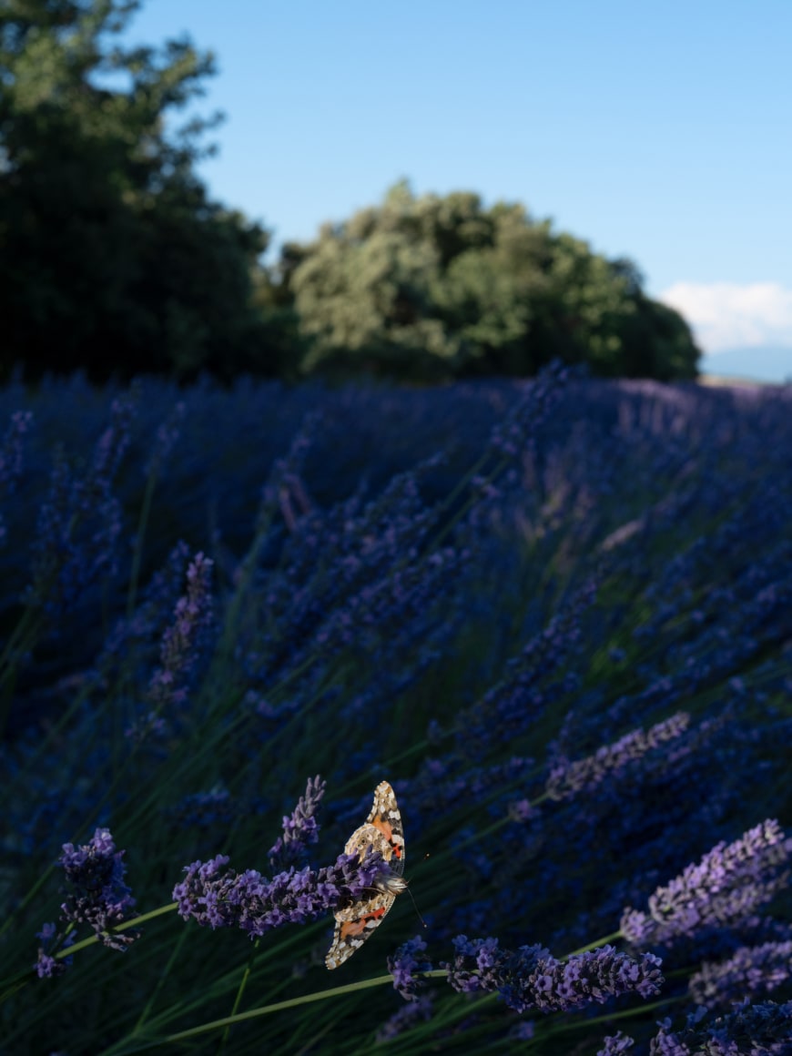 Lucas Foglia, Painted Lady Butterfly on Lavender, France, 2023