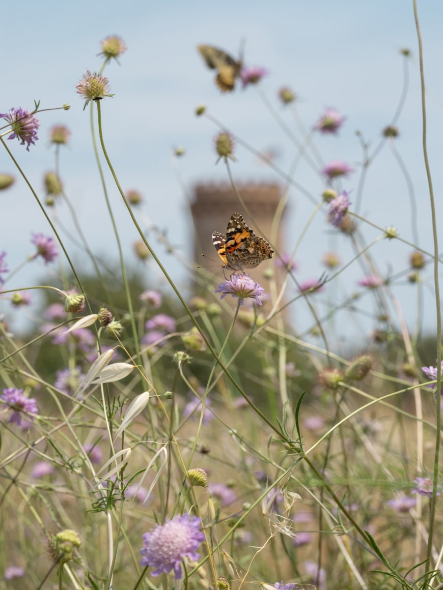 Lucas Foglia, Painted Lady Butterfly on a Pincushion, Spain, 2021