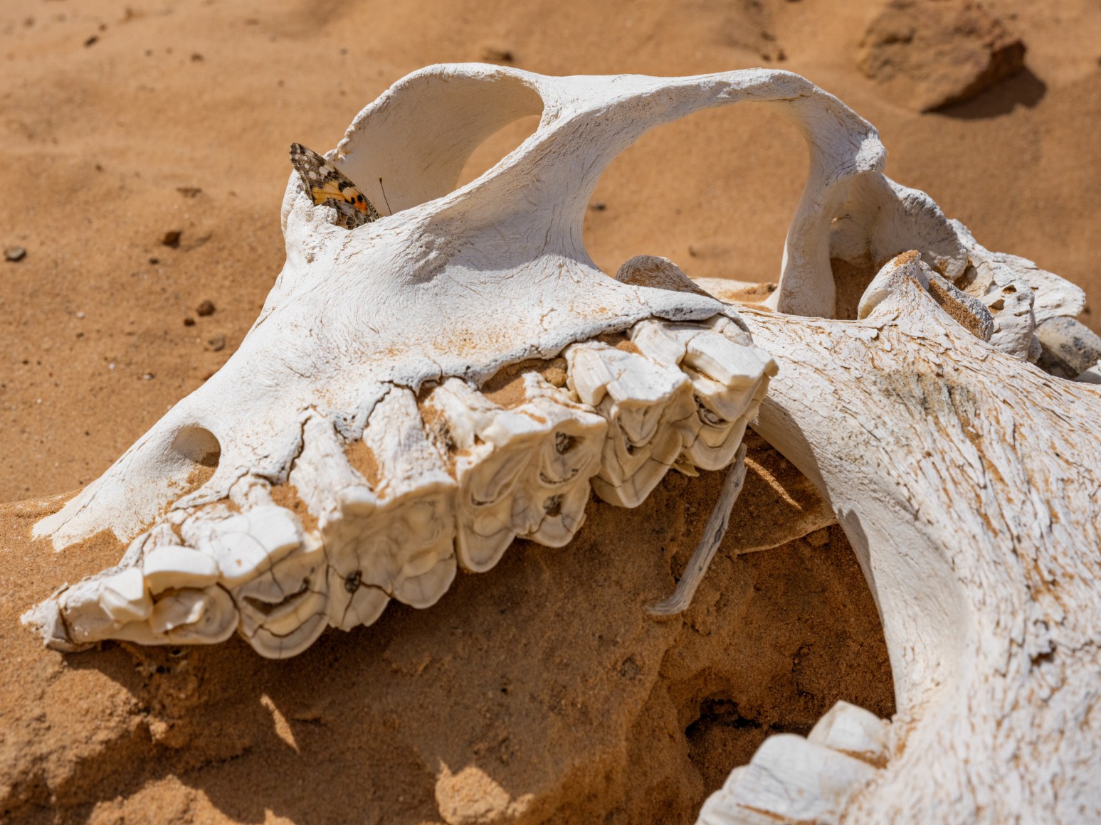 Lucas Foglia, Painted Lady Butterfly in a Camel Skull, Jordan, 2022