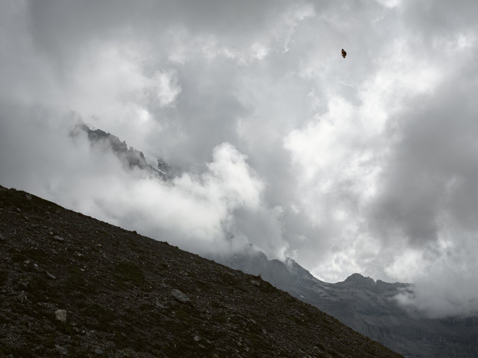 Lucas Foglia, Painted Lady Butterfly by the Eiger Glacier, Switzerland, 2022