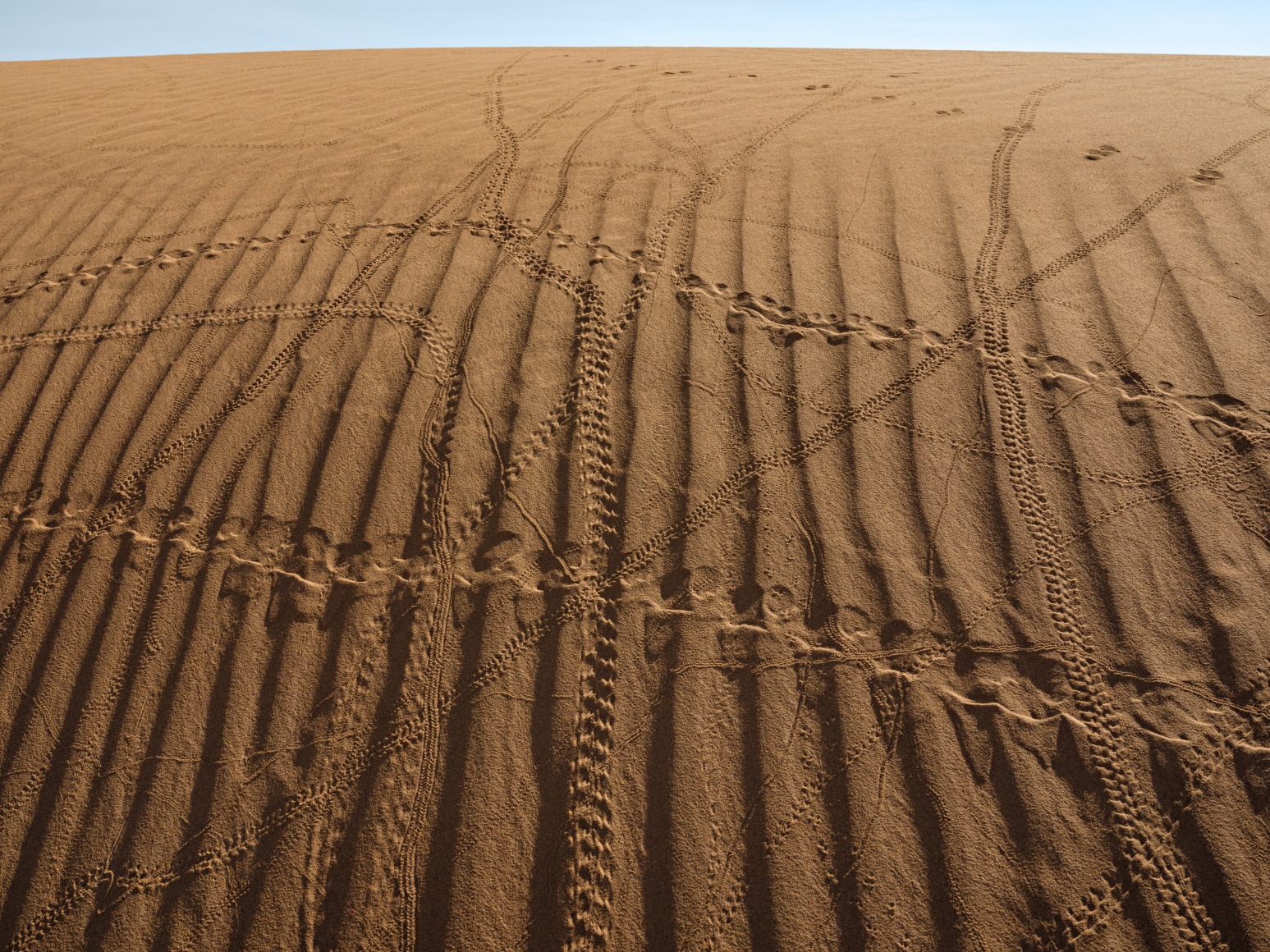 Lucas Foglia, Tracks from Insects (Plus Two Lizards and One Mouse), Morocco, 2022