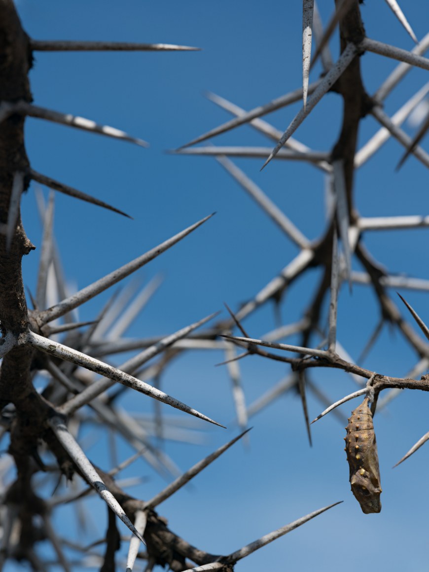 Lucas Foglia, Painted Lady Chrysalis Hanging from an Acacia, Kenya, 2021