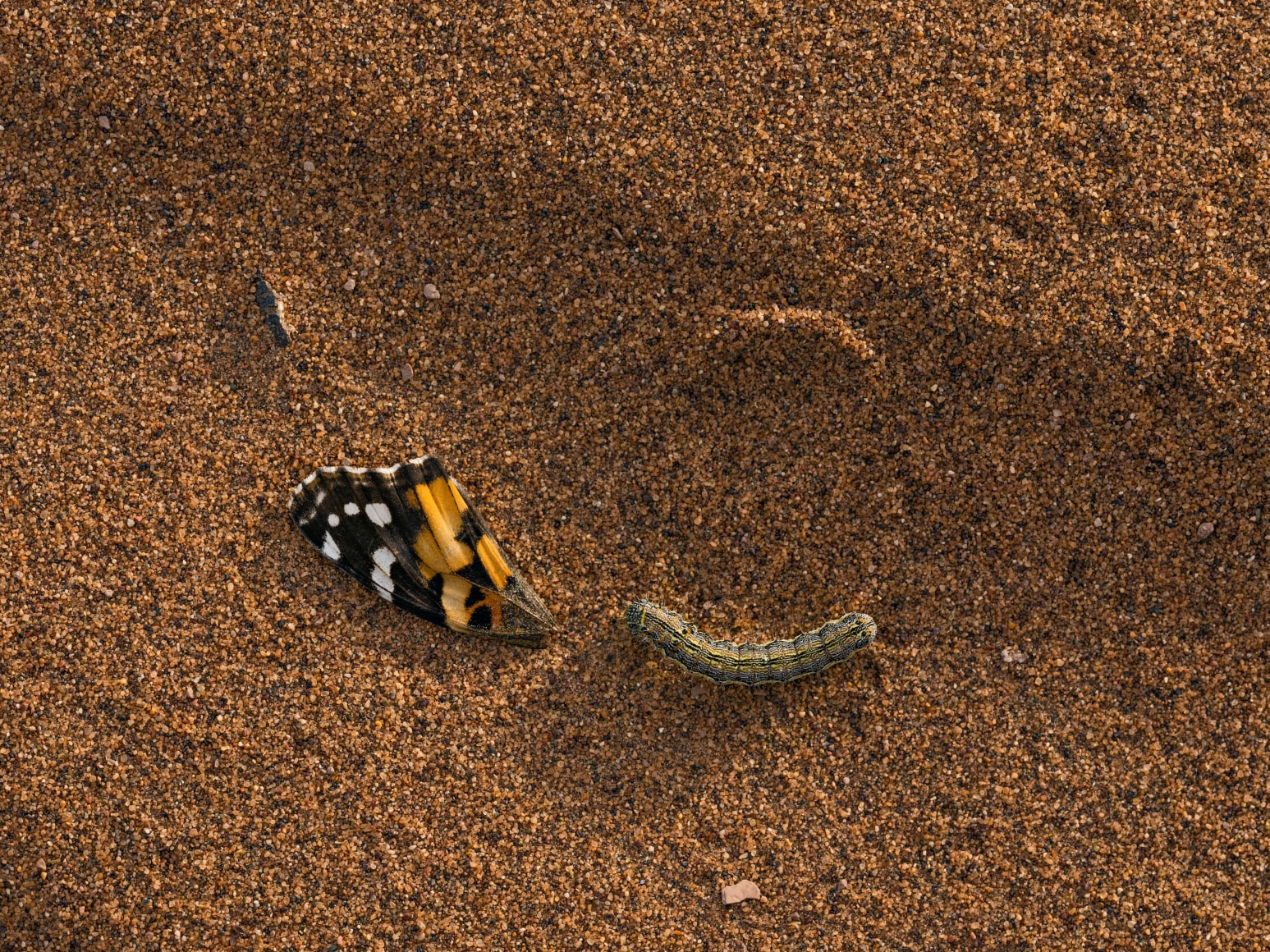 Lucas Foglia, Painted Lady Butterfly Wing with a Caterpillar, Morocco, 2022