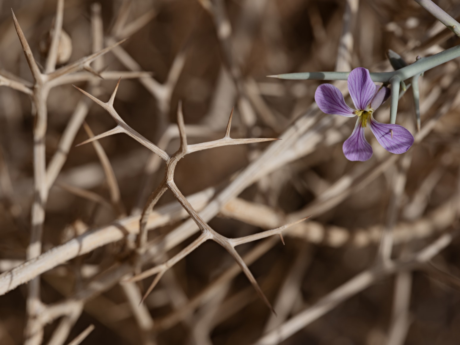 Lucas Foglia, Spiny Zilla, Jordan, 2022