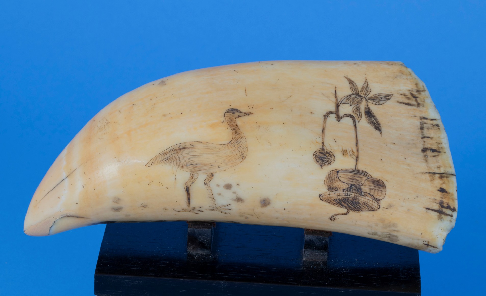 Polychrome Scrimshaw Whales Tooth With Whaling Scene American Mid 19th   Db82e06b71870acd07d42ecfb280b817 