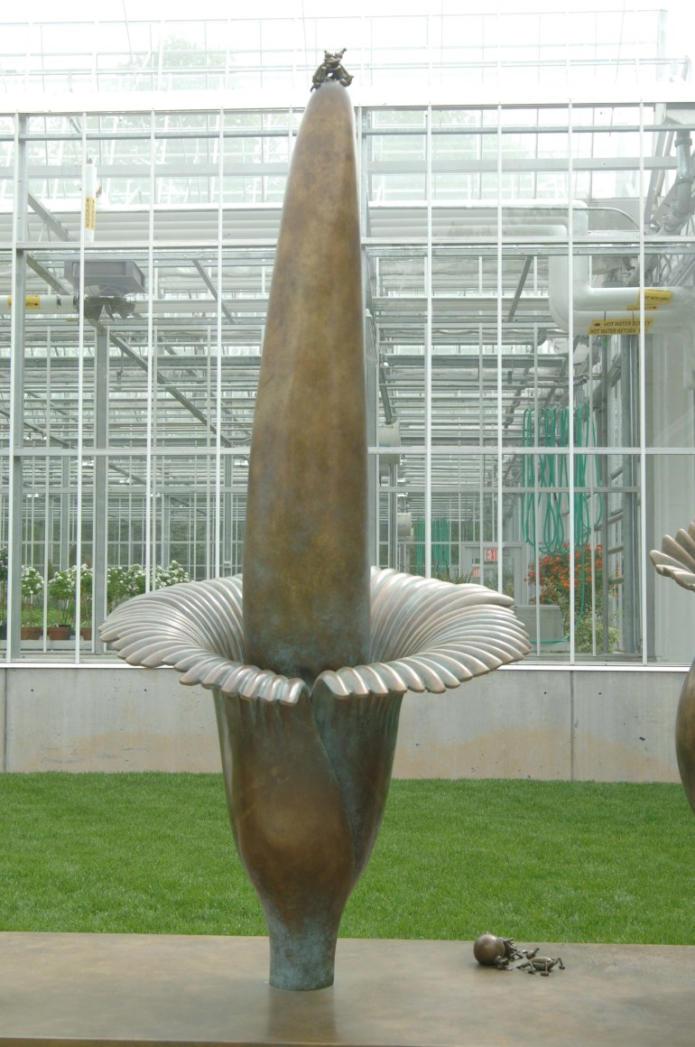 Amorphophallus Titanum, New York Botanical Garden, Bronx, New York