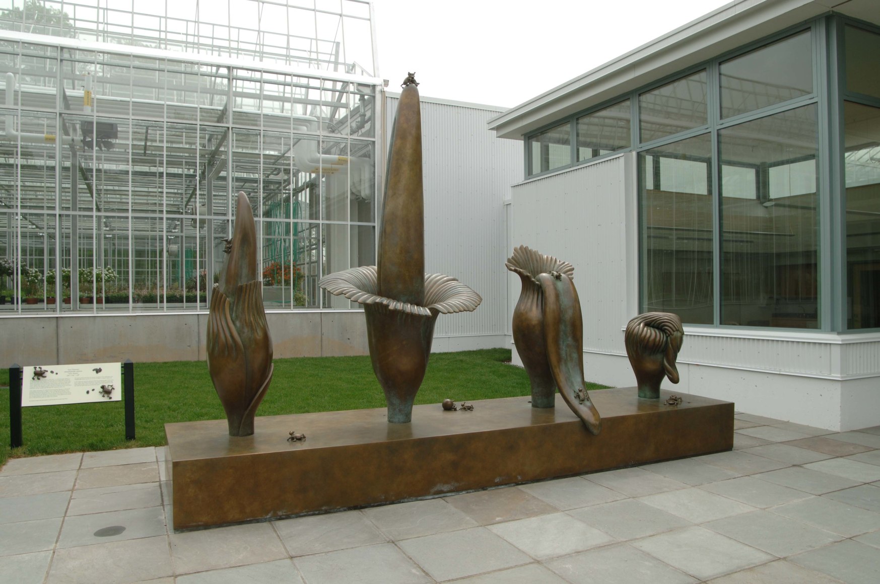 Amorphophallus Titanum, New York Botanical Garden, Bronx, New York