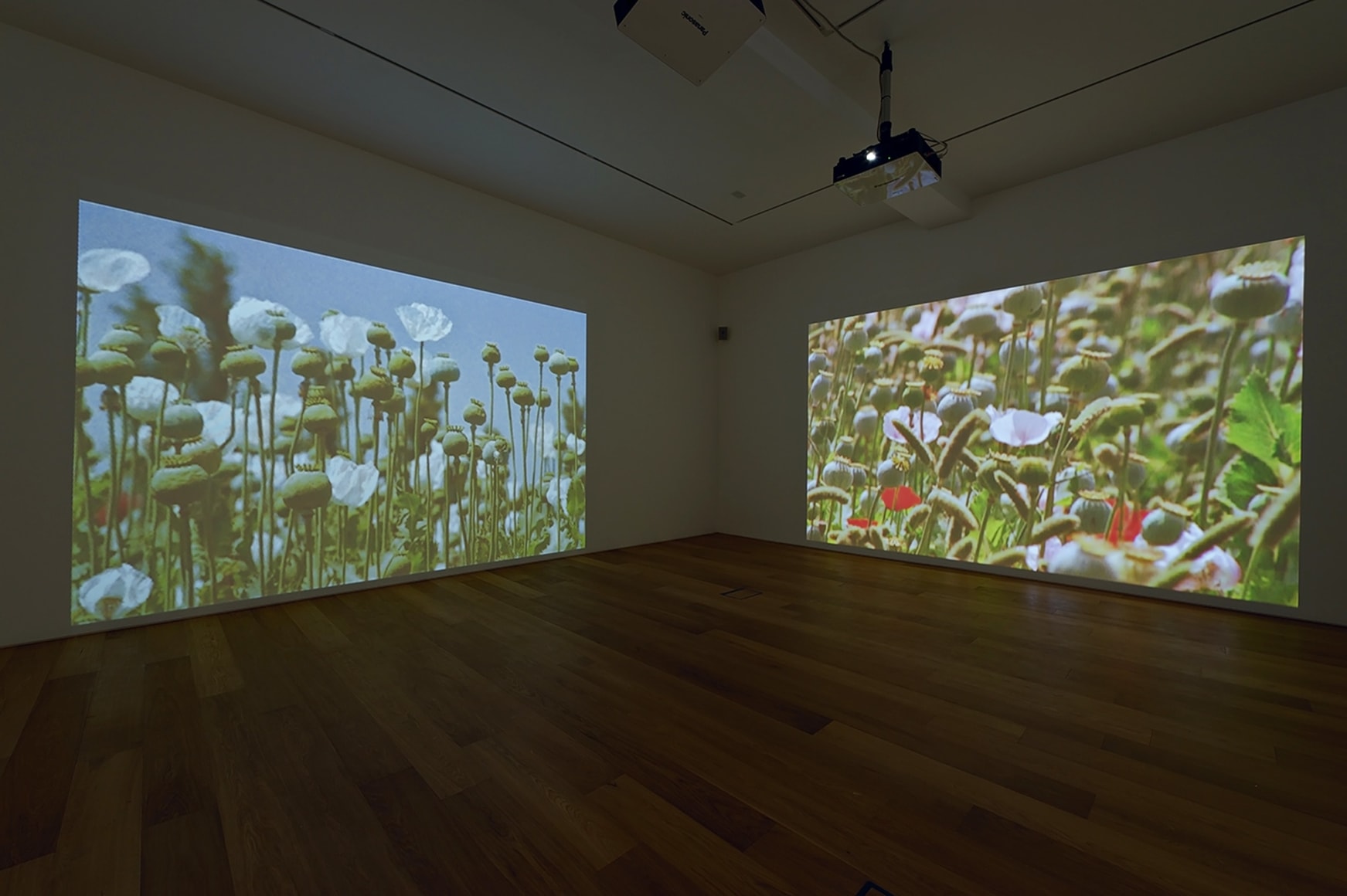 Mustafa Hulusi, Afyon