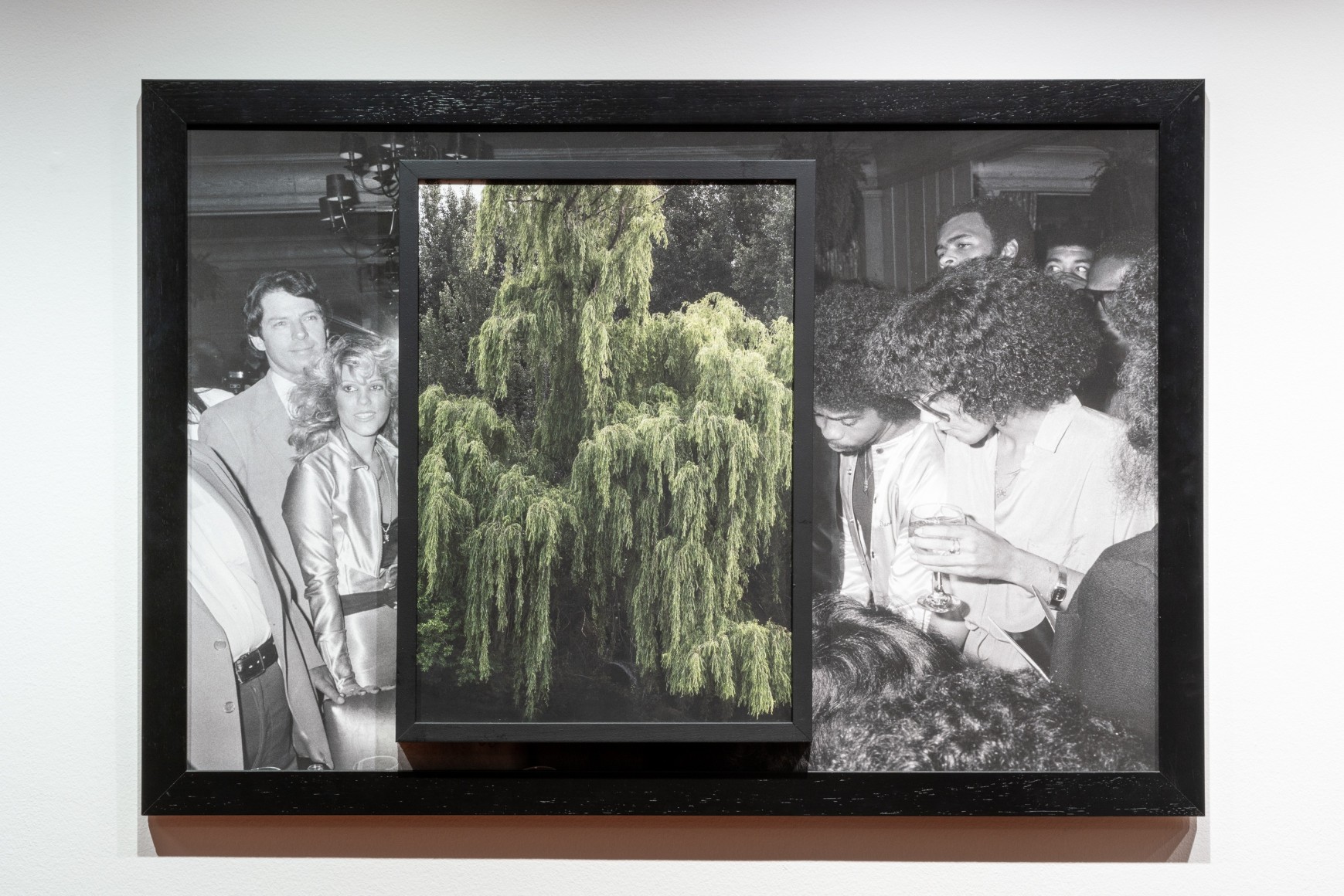 Todd Gray, Flora Africanus (Textures)