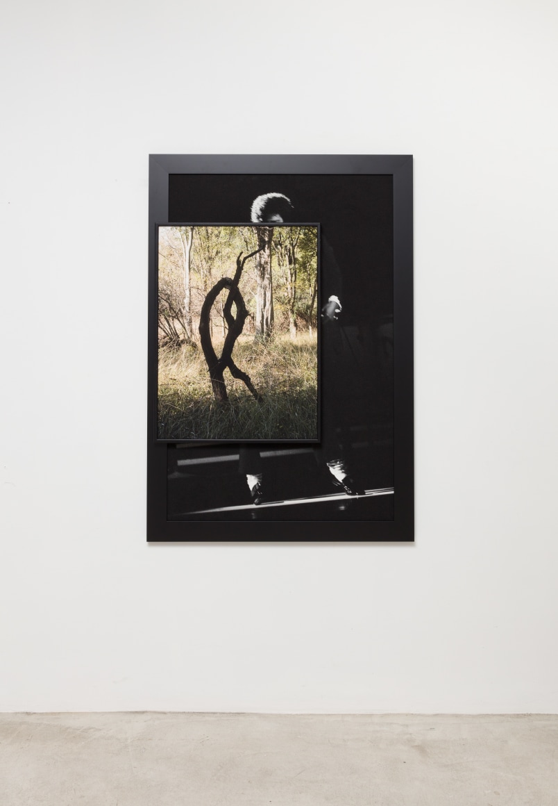 Todd Gray, Even Trees Dance