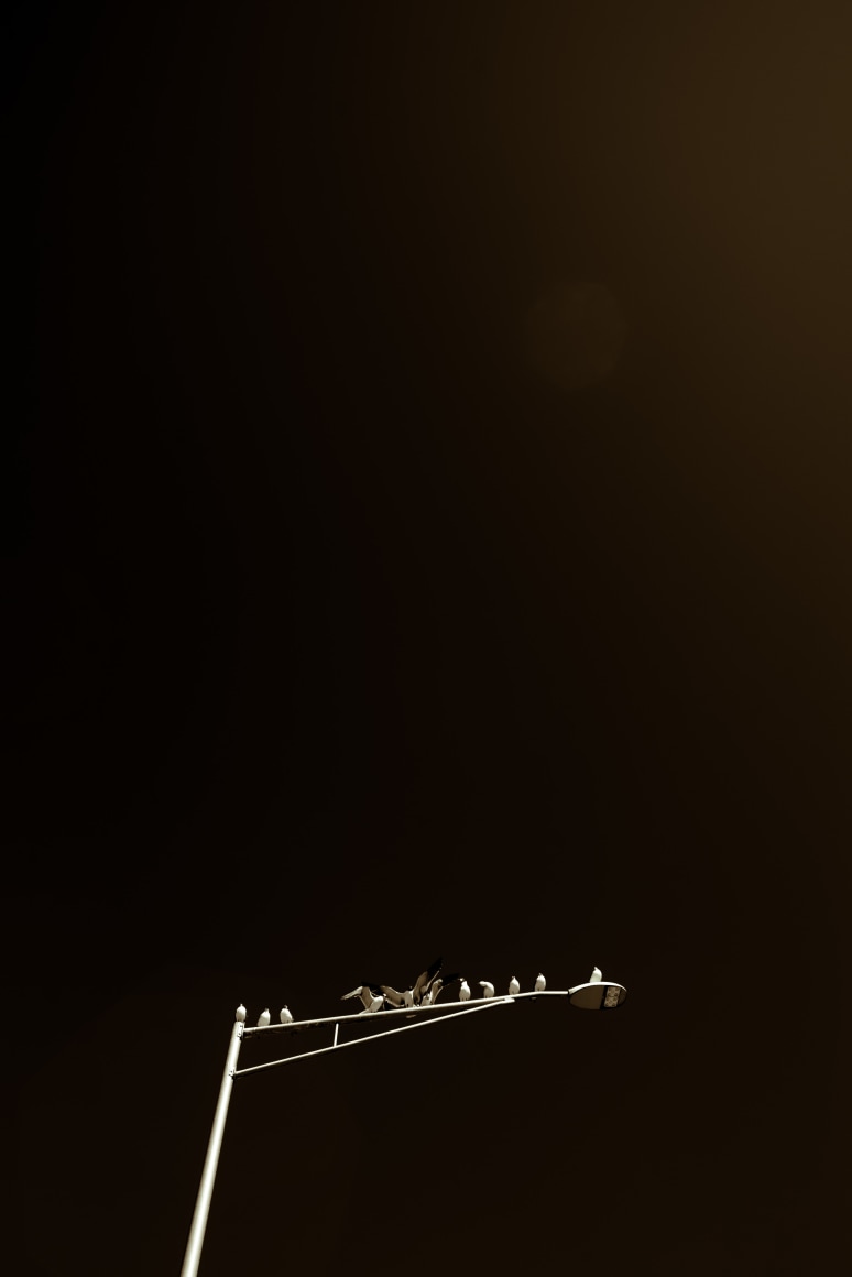 TRENITY THOMAS, The Birds, 2021