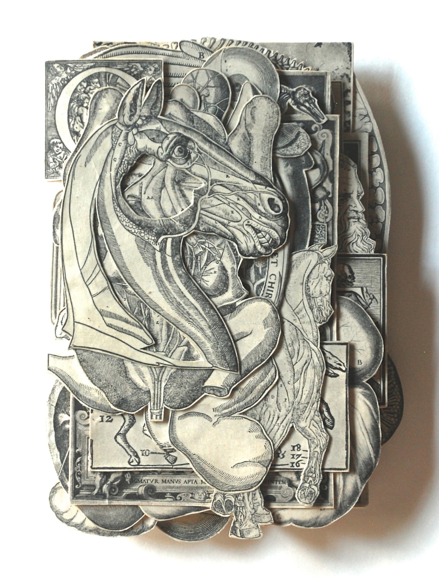 TONY DAGRADI Comparative Anatomy,&nbsp;2017