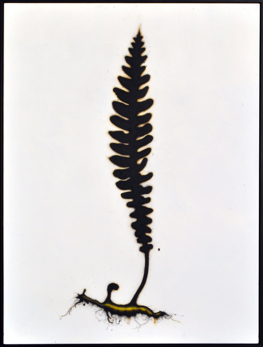 BRIAN BORRELLO Fern with Rhizome, 2013