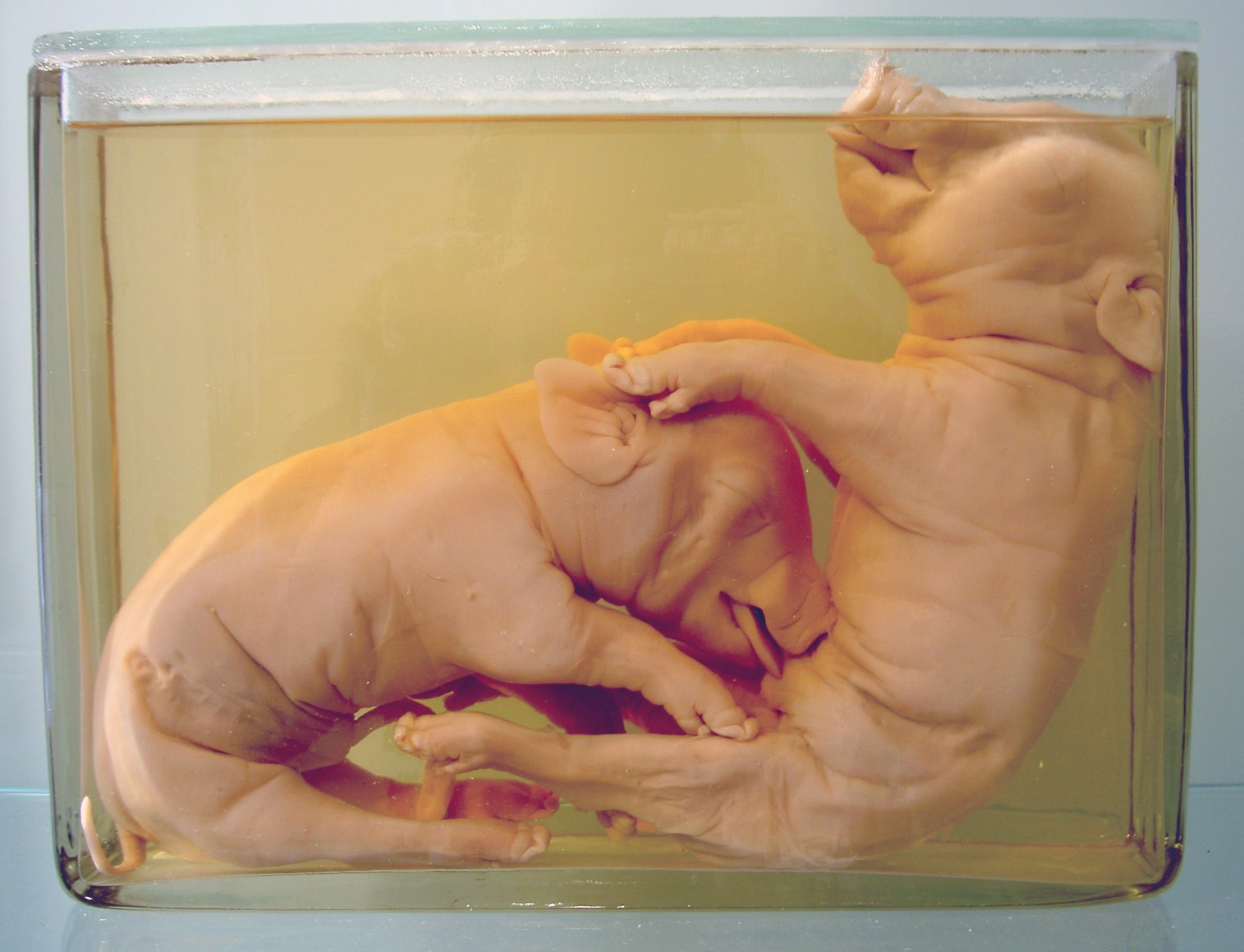 Hermine Roth Playing Piglets