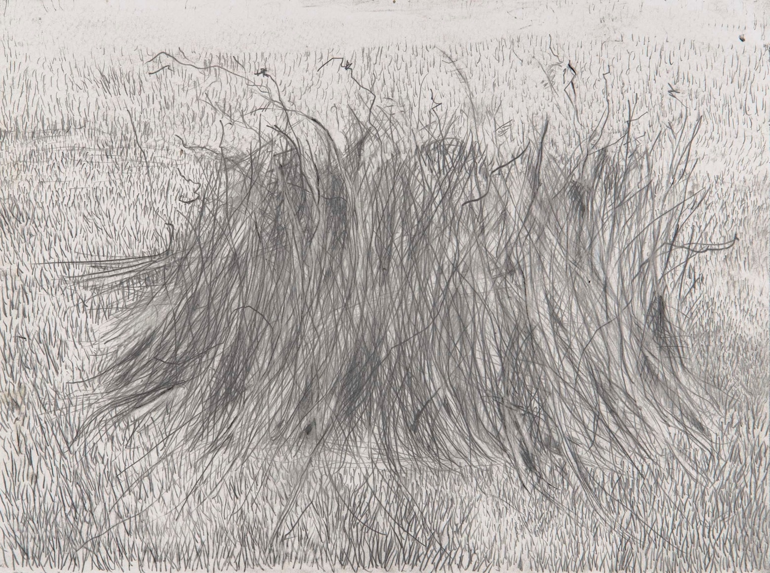 Mia Westerlund Roosen