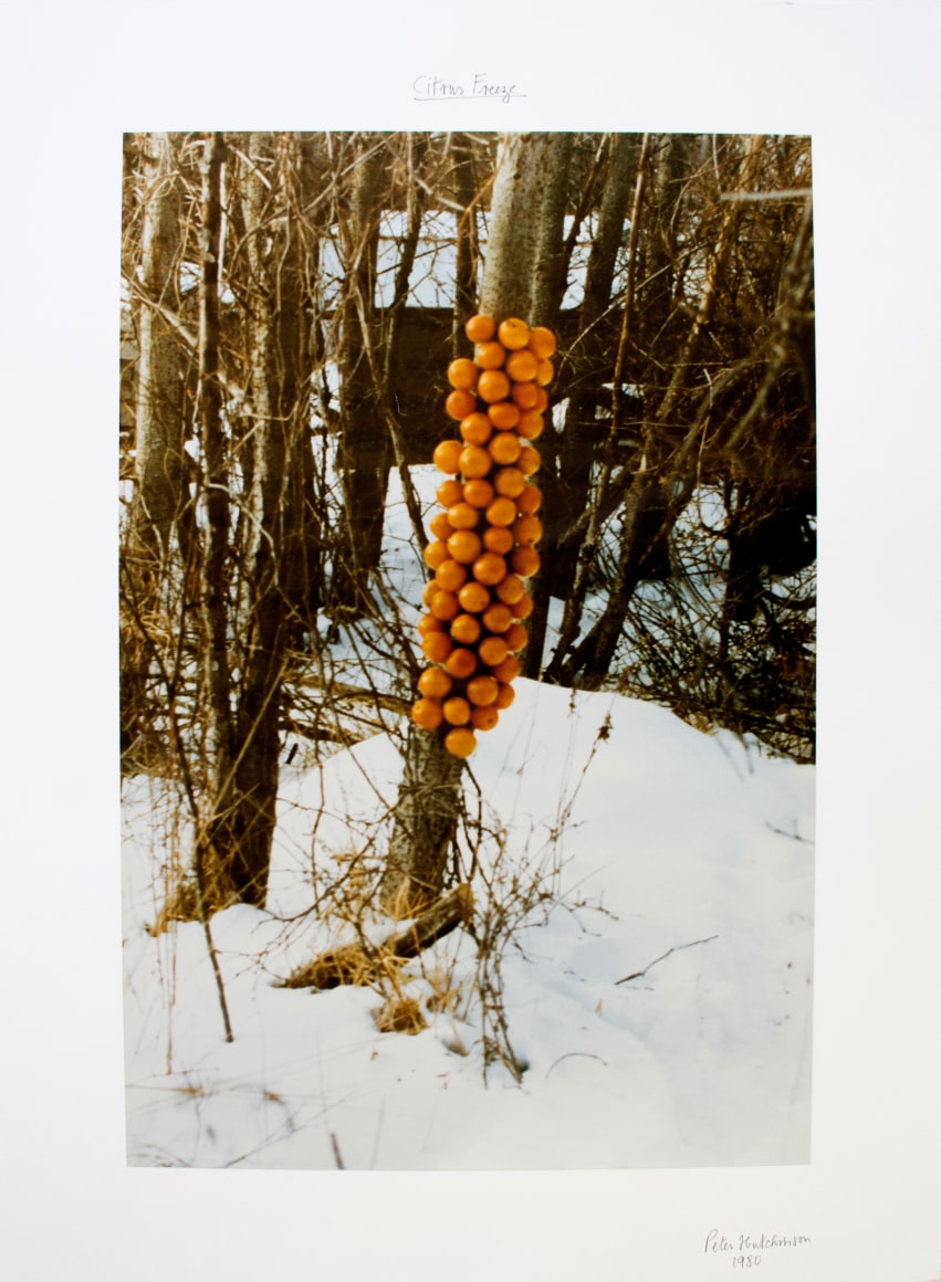 Hutchinson - Citrus Freeze