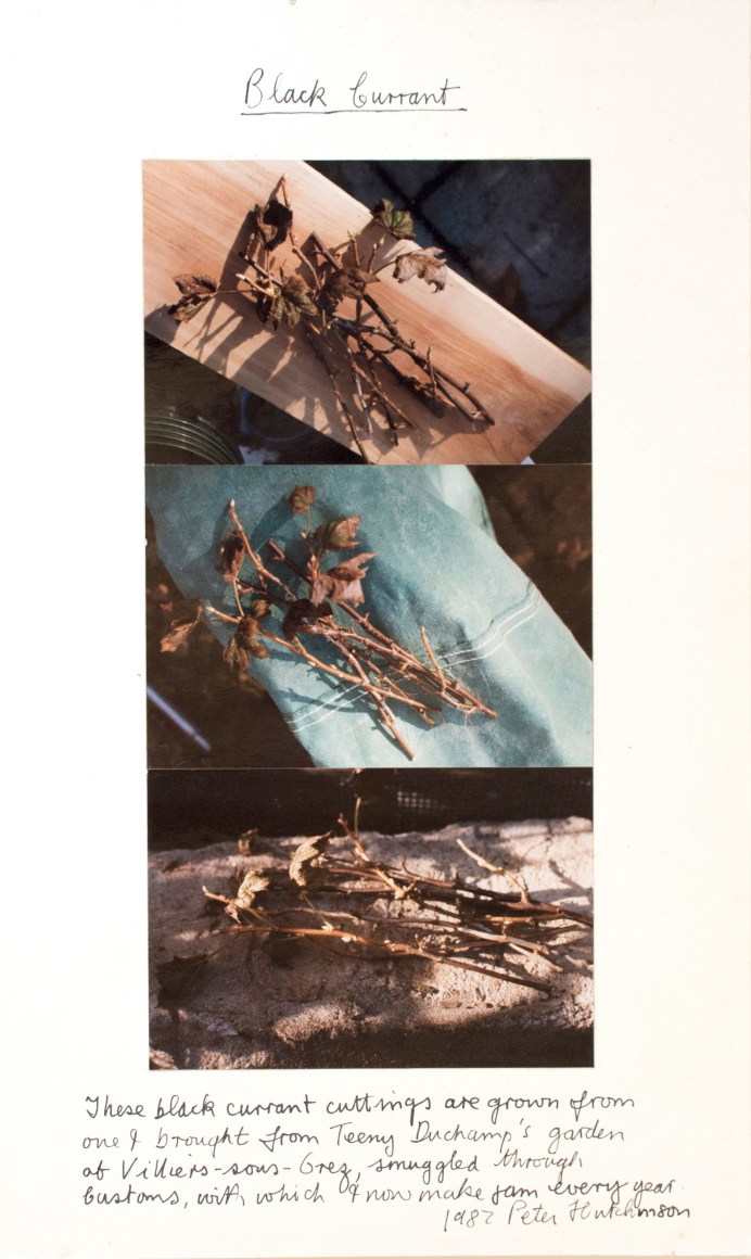 Hutchinson - Black Currant