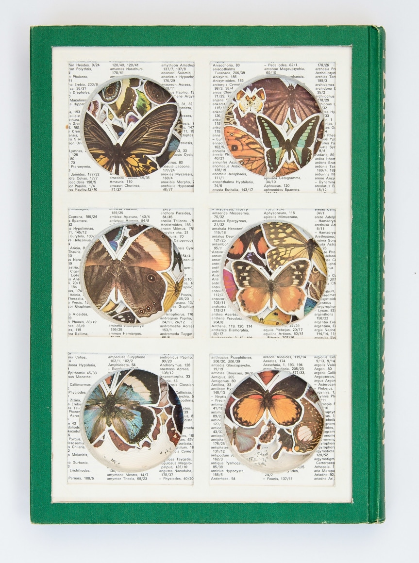 James Allen - Butterfly Habitat