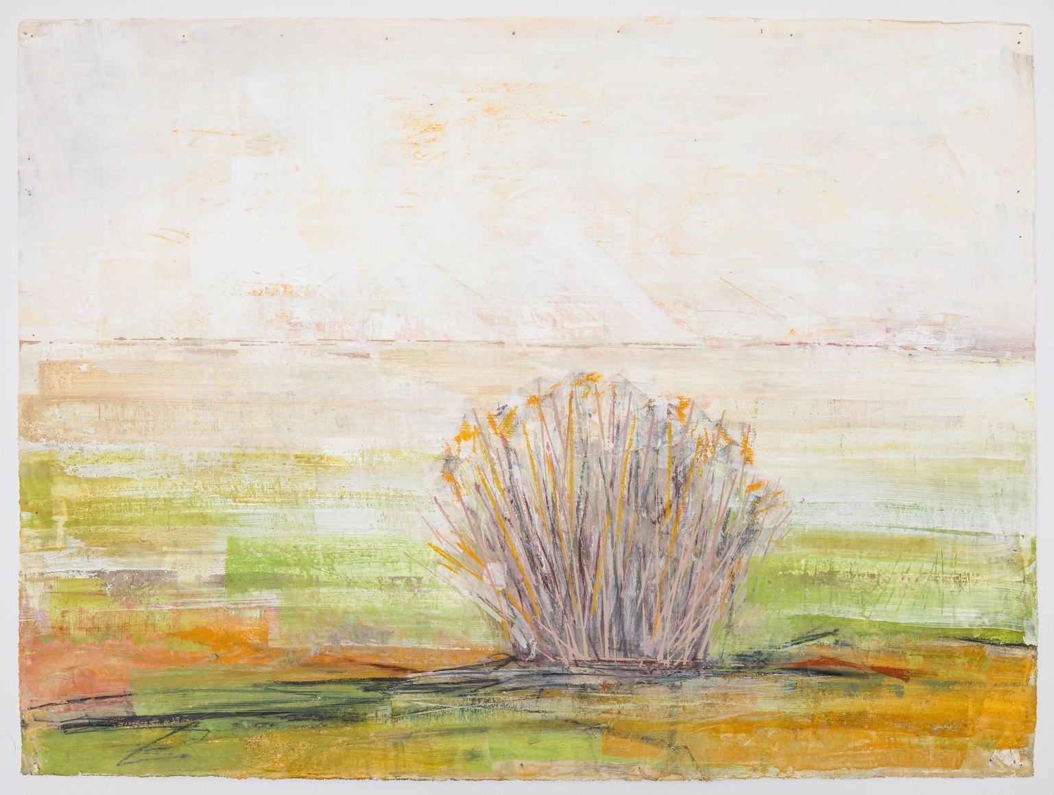 Thompson - Desert Willow