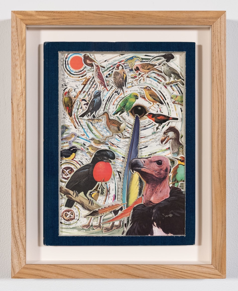 James Allen  World of Birds, 2021