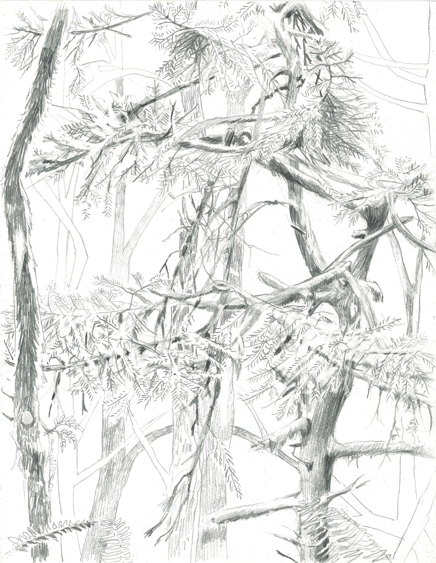 Russell - Forest Park Fall Needles