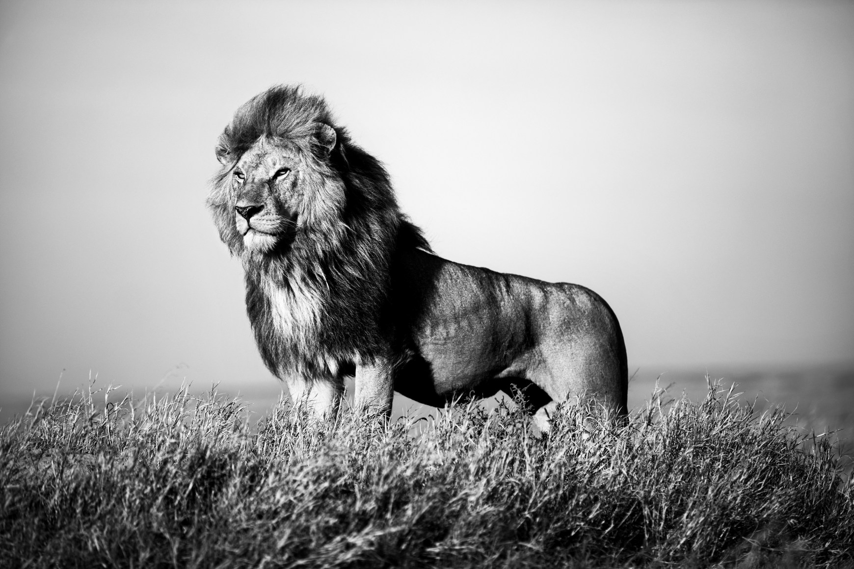 AFRICA, KENYA, JUNGLE, ELEPHANTS, ANIMALS, CHRISTIAN CRAVO, TANZANIA