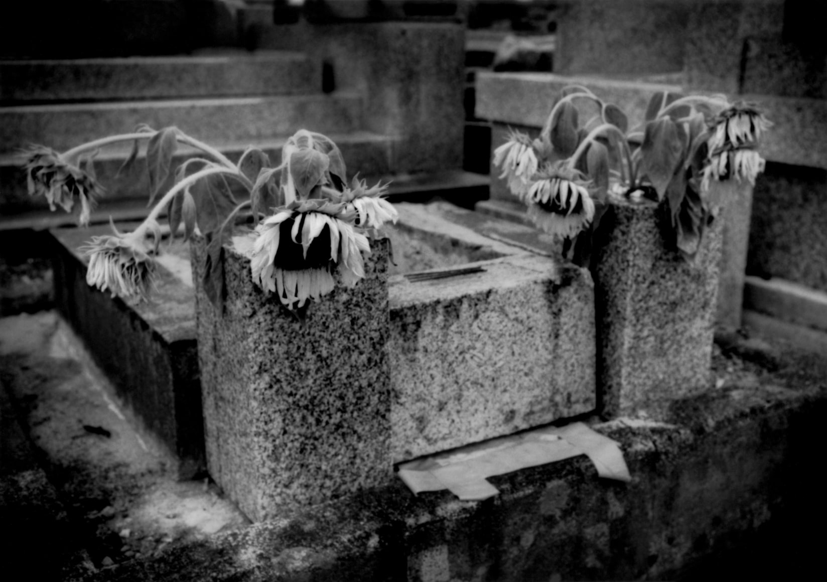 Sunflowers wilted after families came to their family graves a few hundred meters outside nuclear no-entry zone. Near Kaibama, Fukushima Prefecture, Japan, 2011