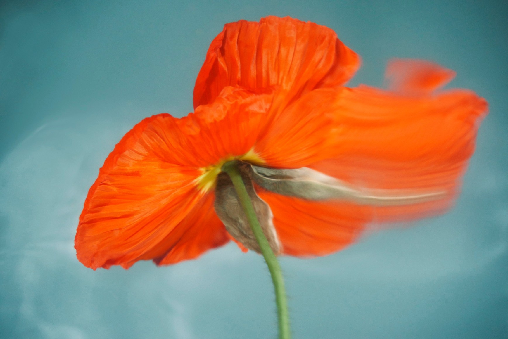 Flowers #02, 2019 - Sophie Delaporte Flowers &ndash; Fine Art Photography