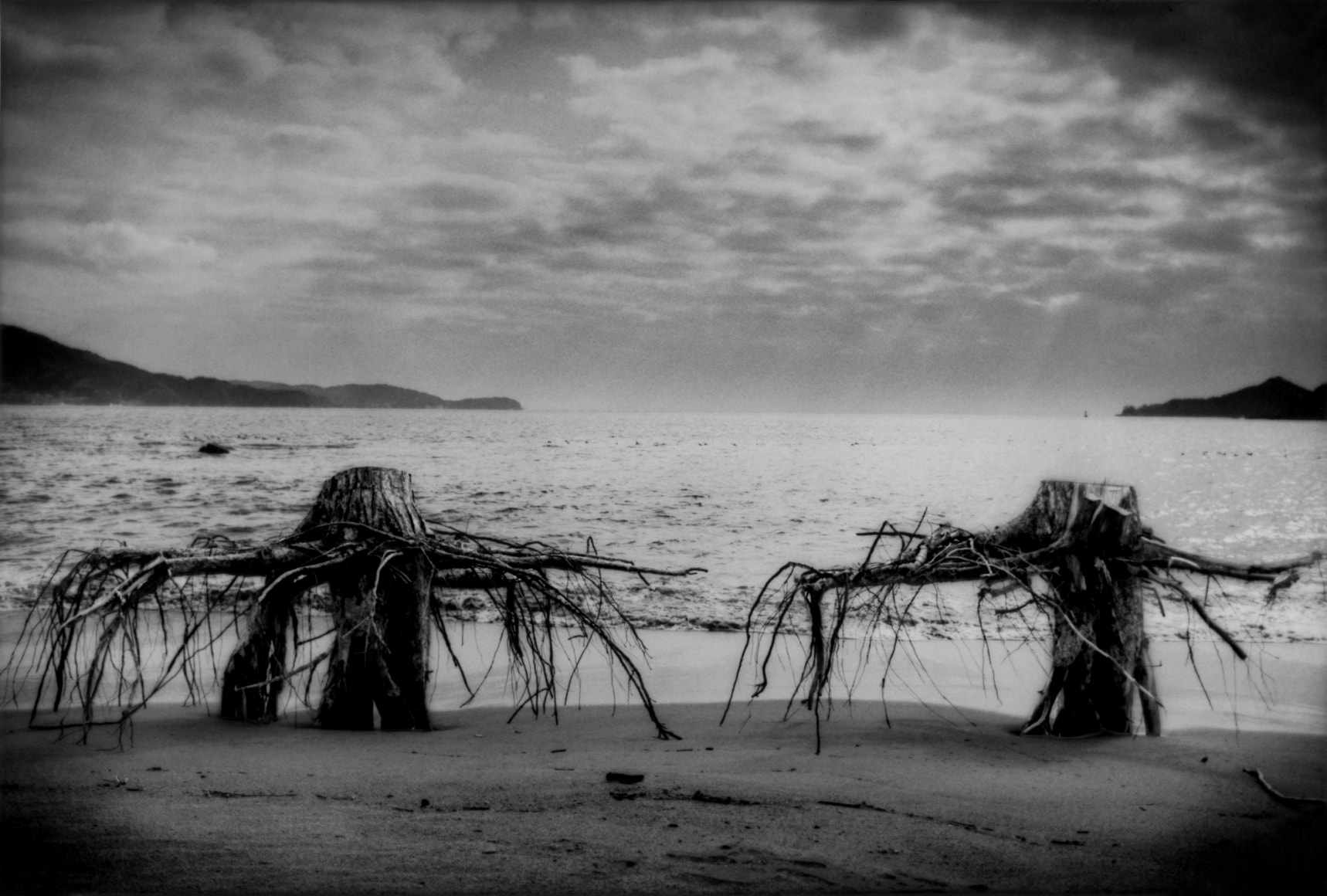 The sea undercuts roots beneath the sumps of trees on the beach, Rikuzen-Takata, Iwate Prefecture, 2011