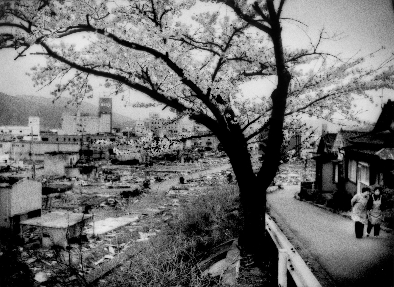 Sakura (cherry blossoms) bloom and older women climb a hill that provided sanctuary from the mightly tsunami, Ofunato, Iwate Prefecture, Japan, 2011