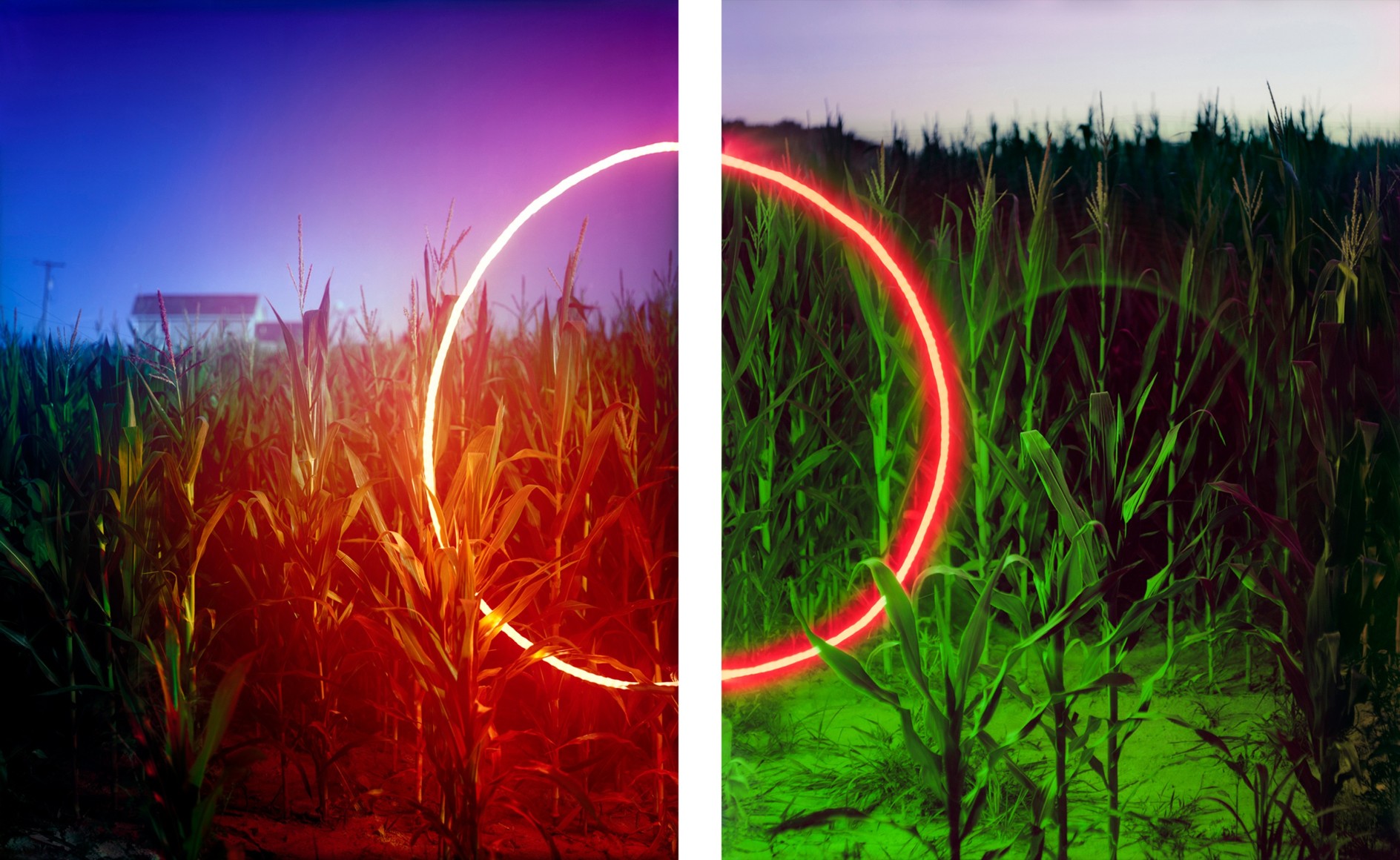 Barry Underwood, Scenes, Cornfield, Sirna's Farm (Diptych), 2013, Sous Les Etoiles Gallery