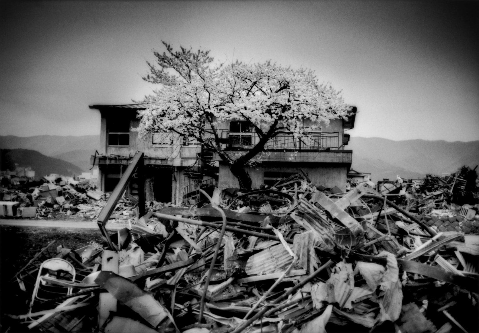 Sakura cherry blossoms have opened on a tree that seems to rise right out of the rubble. Ofunato, Iwate Prefecture, Japan, 2011