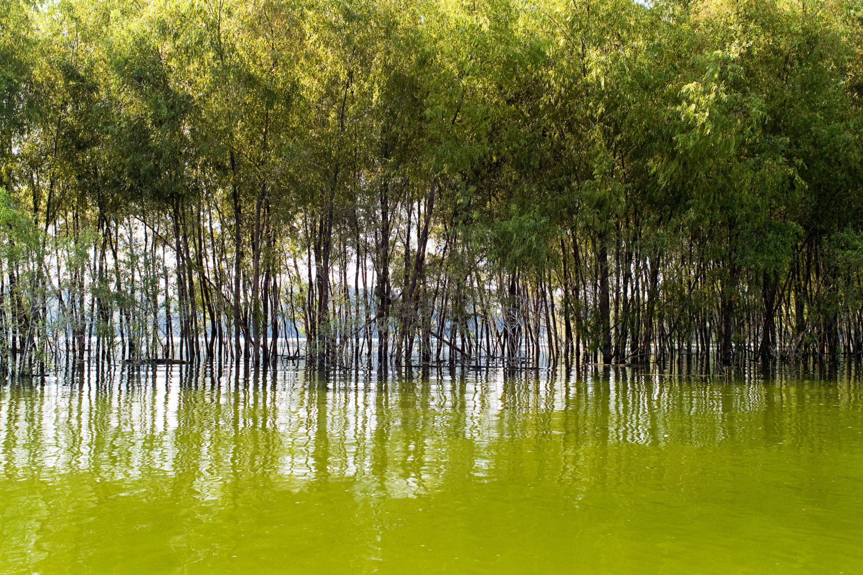 Magdalena Sol&eacute;, Mississippi Delta, Mississippi River, Terrapin Neck Cut-off, Vicksburg, 2010, Sous Les Etoiles Gallery