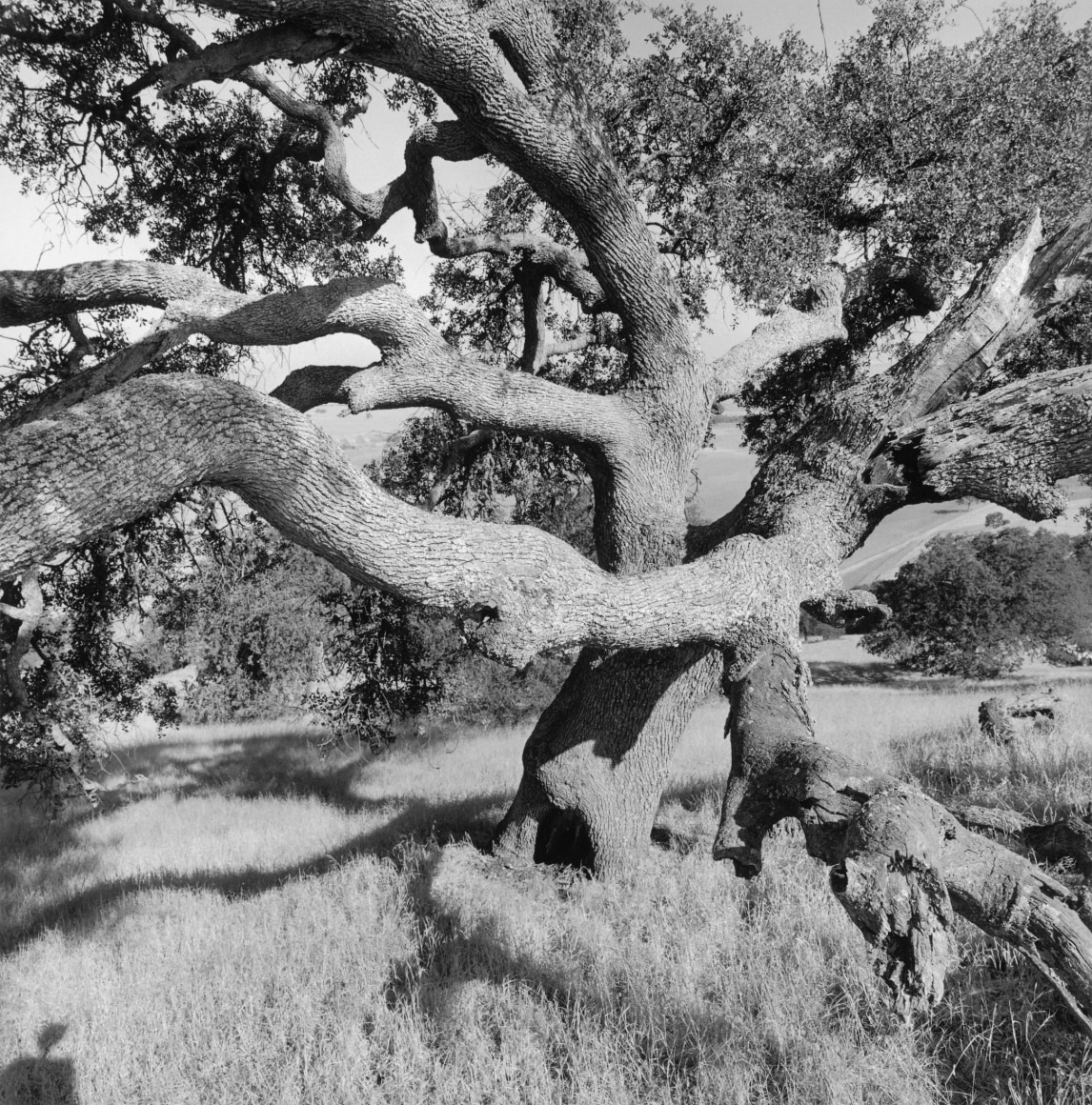 Lee Friedlander California, 1996