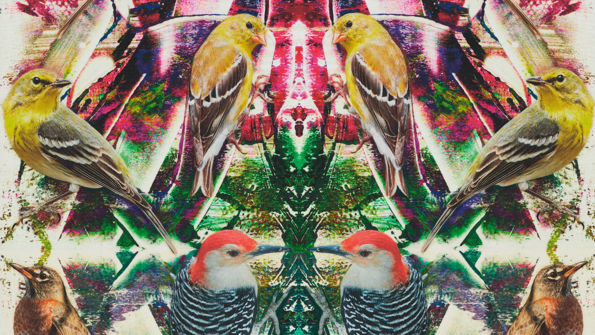 Philip Taaffe Installation video
