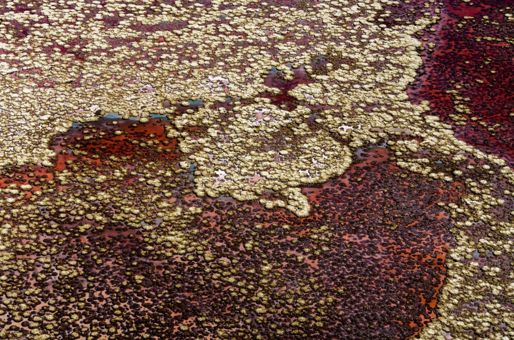 Diane Tuft, Halo&#039;s Demise, 2022