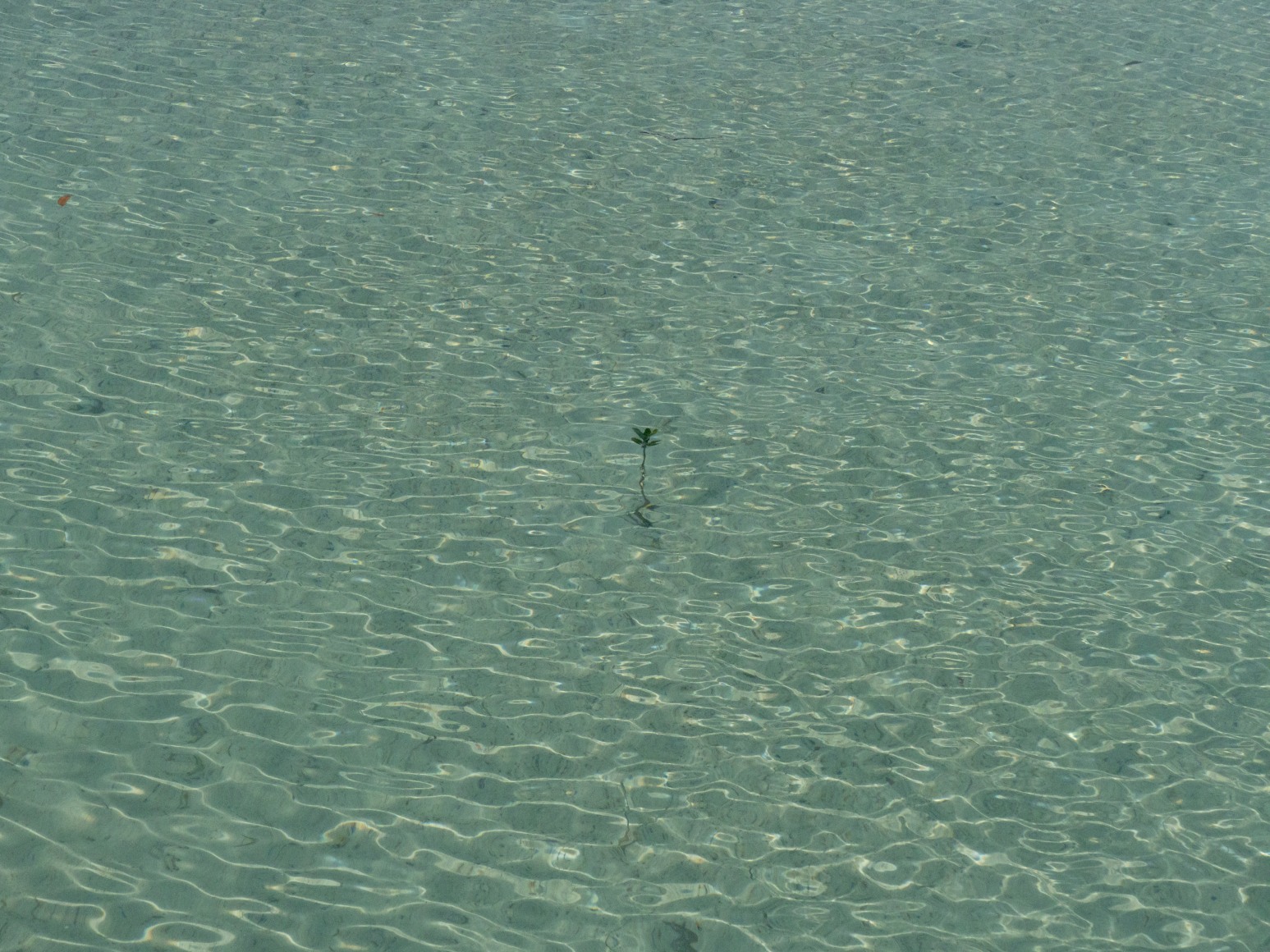Maxi Cohen, Jubail Mangrove Park Abu Dhabi, 2022
