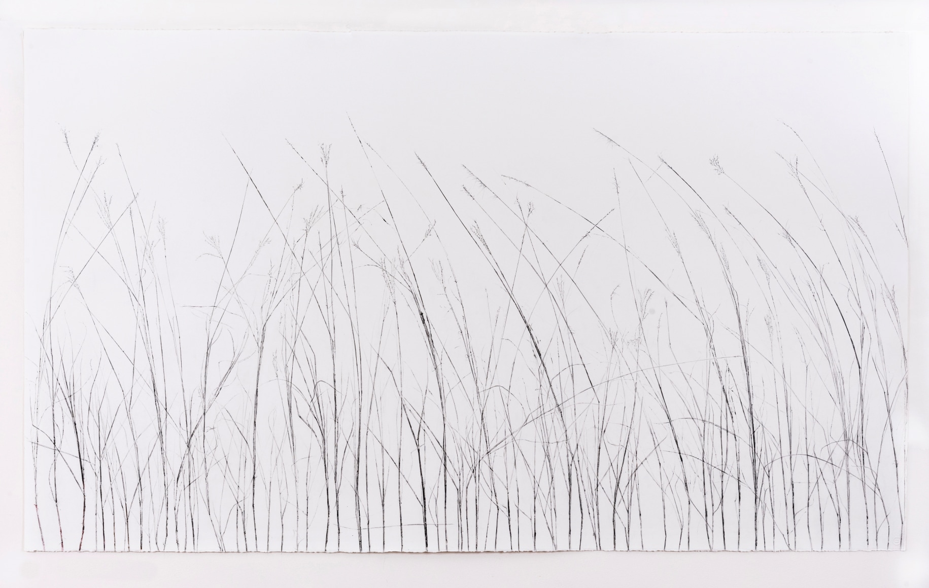 Linda Ridgway Grassland III, from the meadow, 2022